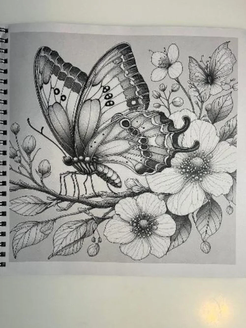 #COLOR-5 Butterfly Adult Coloring Book